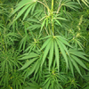 buy to let cannabis farms